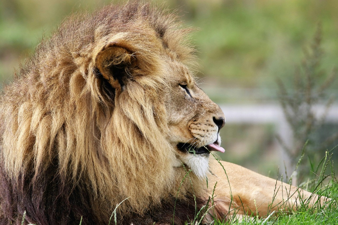 Glenview Lion